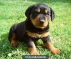 Rottweiler macho. Puede financiar - mejor precio | unprecio.es