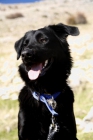URGENTE! Barry busca familia! - mejor precio | unprecio.es
