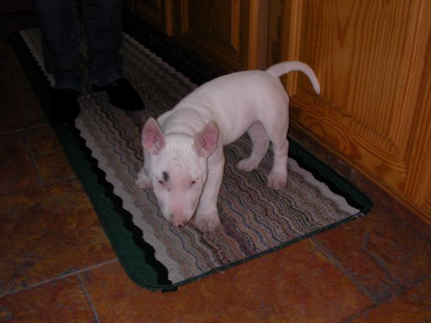 VENDO BULL TERRIER 3 MESES. URGENTE!!!