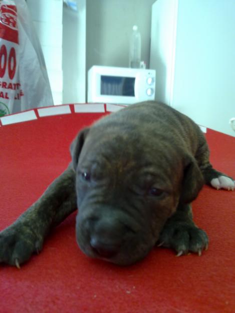 achorros pitbull americano con pitbull red noise