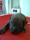 achorros pitbull americano con pitbull red noise - mejor precio | unprecio.es