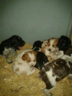 Cachorros spaniel breton - mejor precio | unprecio.es