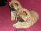 CHOW CHOW //////////// - mejor precio | unprecio.es