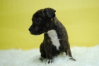 Excelentes Staffordshire Bullterrier /// Cachorros Disponibles /// - mejor precio | unprecio.es
