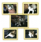 gatitas en adopcion - mejor precio | unprecio.es