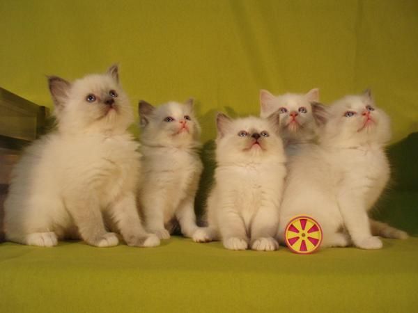 gatitos Ragdoll