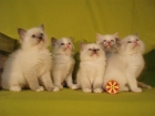 gatitos Ragdoll - mejor precio | unprecio.es
