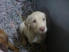 Labrador retriever dorado,chocolate y negro en venta cachorros - mejor precio | unprecio.es