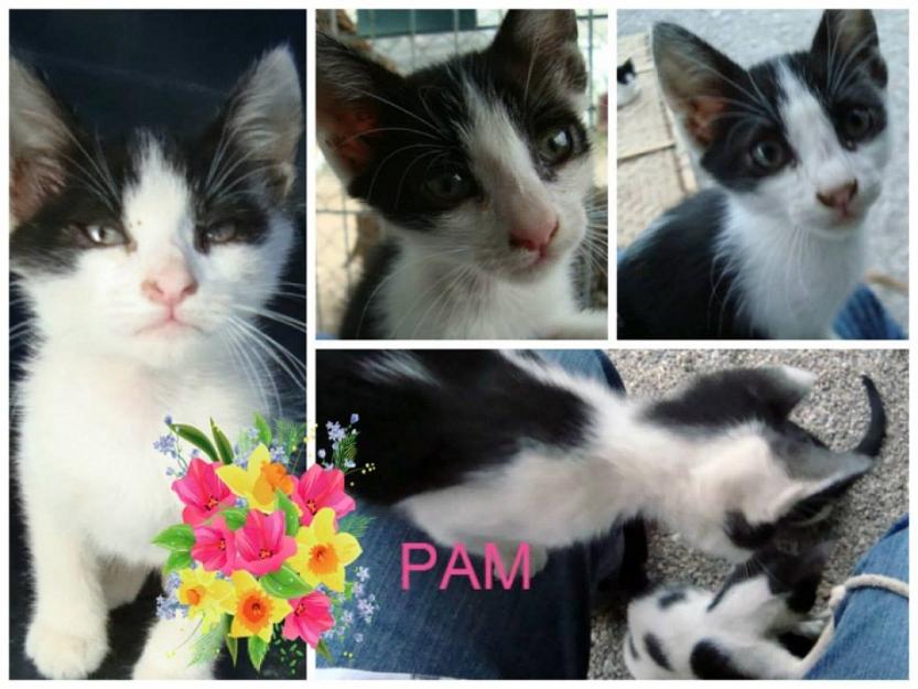 Pam y Pum, preciosos gatitos buscan adopción. Urgente