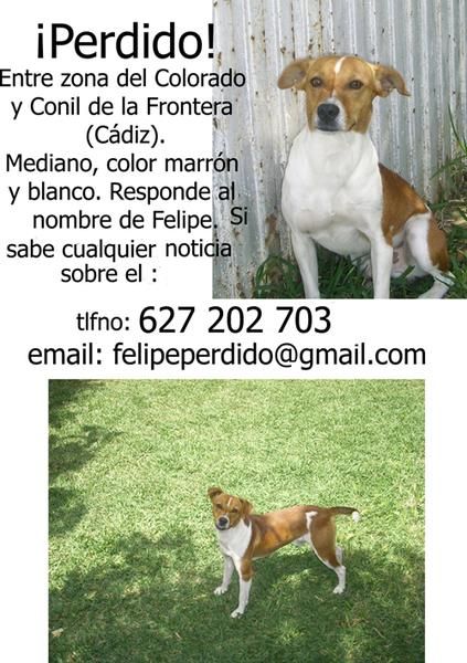 Perro desaparecido por Conil de la Frontera (Cádz)
