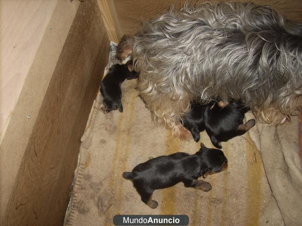 preciosos cachorros de yorkshire para naviada