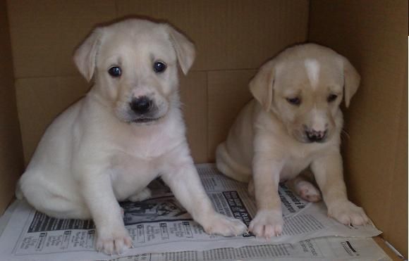 Regalo cachorro, cruce labrador