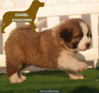 San Bernardo,simpaticos y cariñosos cachorros - mejor precio | unprecio.es