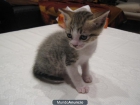 SE REGALAN DOS GATITOS PRECIOSOS - mejor precio | unprecio.es