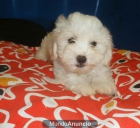 Tu oportunidad, Cachorritos Bichon maltes a buen precio  Santander  Cantabria - mejor precio | unprecio.es