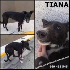 ADOPTA A TIANA - mejor precio | unprecio.es