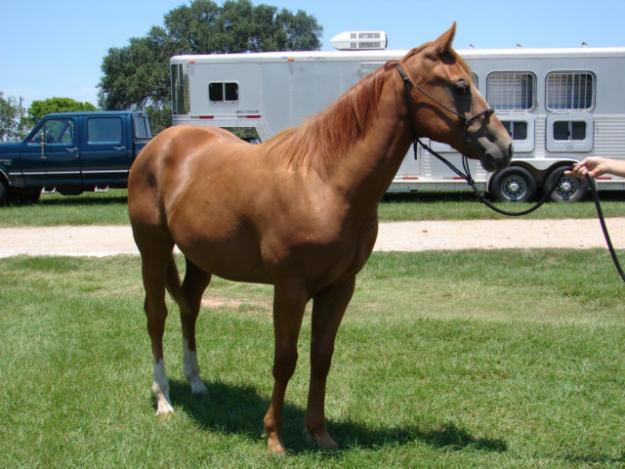 aspecto hermoso caballo