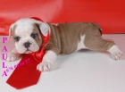 Buldlog ingles senacionales cachorros - mejor precio | unprecio.es