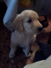 Cachorro Golden Retriever 2 meses - mejor precio | unprecio.es