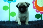 carlino, camada con 8 semanas de edad, se pueden entregar ya - mejor precio | unprecio.es