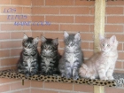 Criadero de maine coon los elfos - mejor precio | unprecio.es