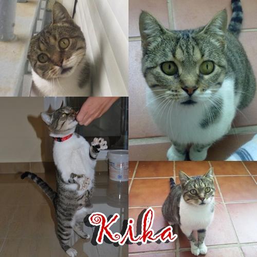 KIKA: gata confiada y extremadamente cariñosa viviendo en la calle