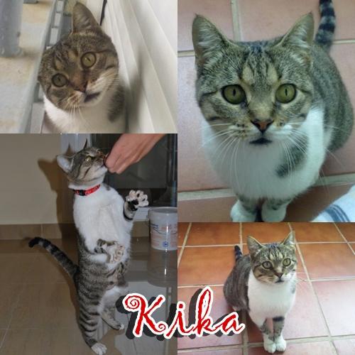 KIKA: gata confiada y extremadamente cariñosa viviendo en la calle