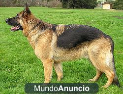 Paseador de perros