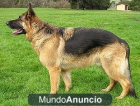 Paseador de perros - mejor precio | unprecio.es