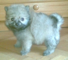 POMERANIA DE COLOR CANELA 350 E - mejor precio | unprecio.es