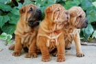 Shar-pei, economicos y espectaculares - mejor precio | unprecio.es