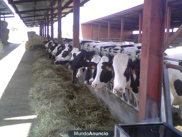 vacas de leche