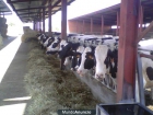 vacas de leche - mejor precio | unprecio.es