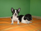 ¡tu bull dog frances aquí! - mejor precio | unprecio.es