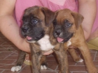 BOXER, YORKSHIRE TERRIER TOY, SHARPEI,CANICHE, DALMATA, COCKER, BICHON MALTES, ROTTWEILER, CHIHUHUA, PINCHER, SAN BERNAR - mejor precio | unprecio.es