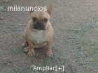 bulldog frances fawn - mejor precio | unprecio.es