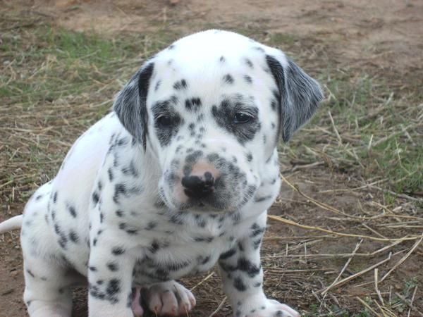 Cachorros de Dálmata