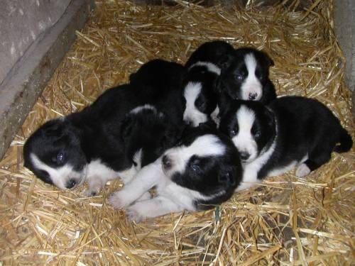 CAMADA BORDER COLLIE