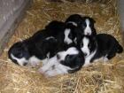 CAMADA BORDER COLLIE - mejor precio | unprecio.es