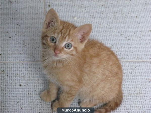 gatito naranja : kim busca hogar
