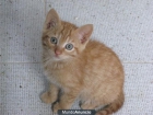 gatito naranja : kim busca hogar - mejor precio | unprecio.es