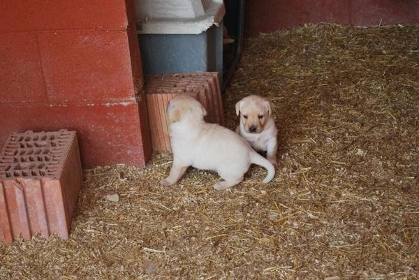 Vendo cachorros Labrador Retriever