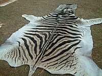 A la mejor calidad de Africa de Zebra ocultar que se origina en Sudáfrica.