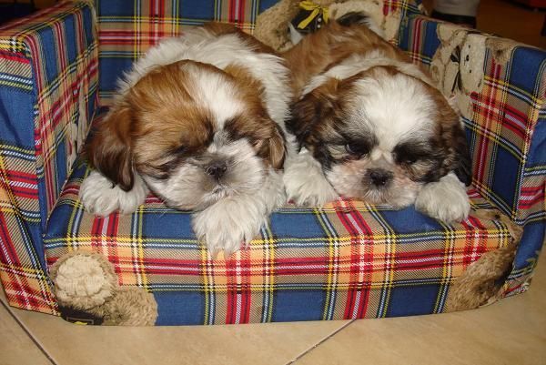 Adorables shih tzu