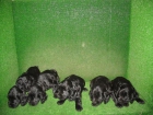 CACHORROS COCKER - mejor precio | unprecio.es