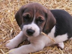 cachorros de beagle barcelona autenticos pura raza ideales para regalar - mejor precio | unprecio.es