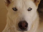 Cruce de husky busca familia y tambien para sus futuros cachorros - mejor precio | unprecio.es