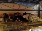 Regalo gatita - mejor precio | unprecio.es