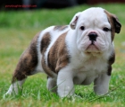 Regalo macho y hembra bulldog ingles cachorros - mejor precio | unprecio.es