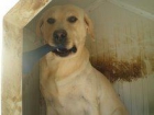 Sky y Thor dos labradores en adopción - mejor precio | unprecio.es